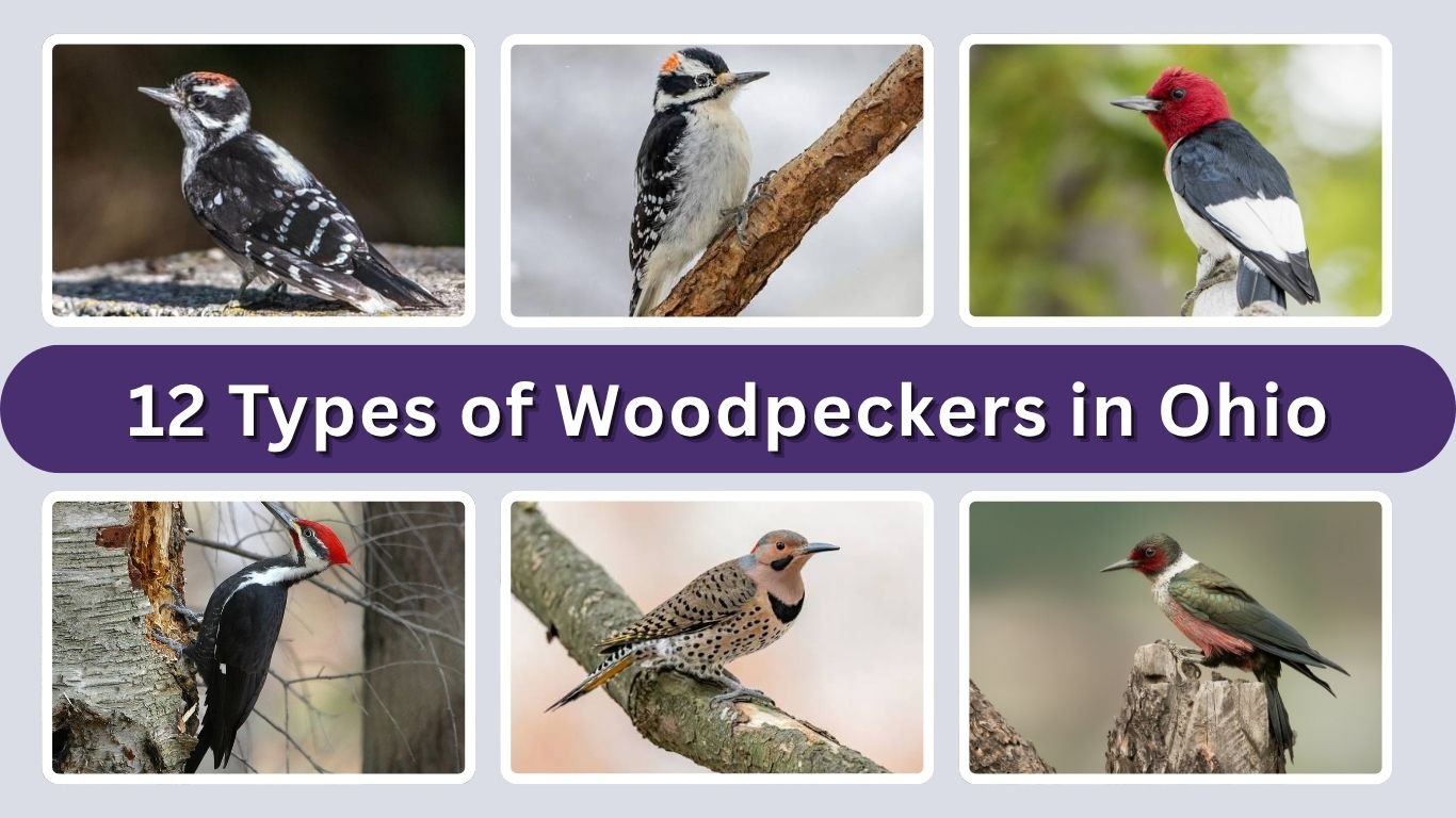 12 Types of Woodpeckers in Ohio: Identification with Pictures