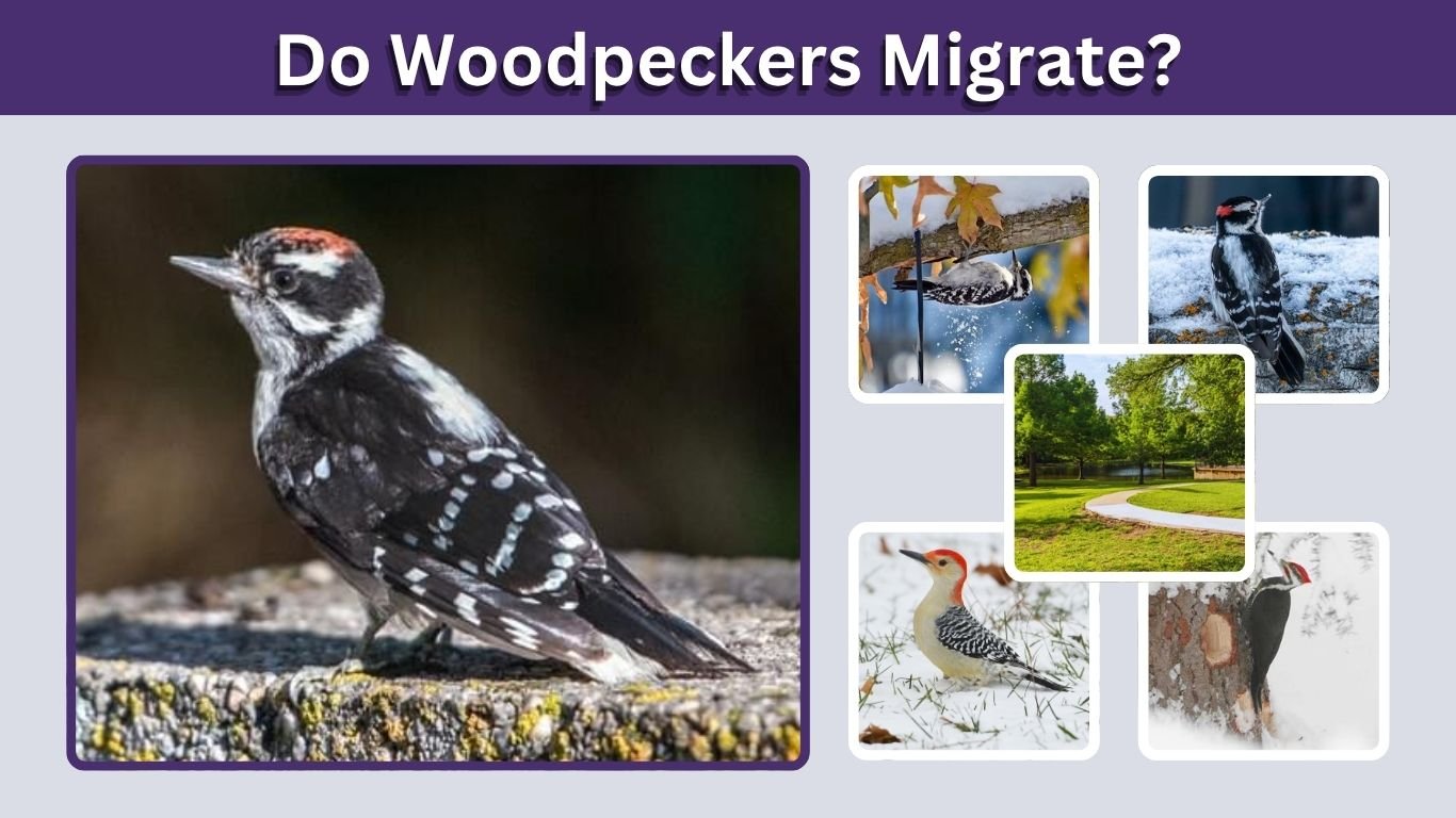Do Woodpeckers Migrate? Winter Habits and Species Guide