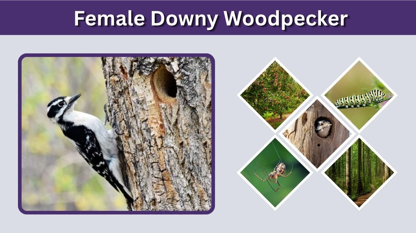 Female Downy Woodpecker: Identification, Male vs Female & Facts