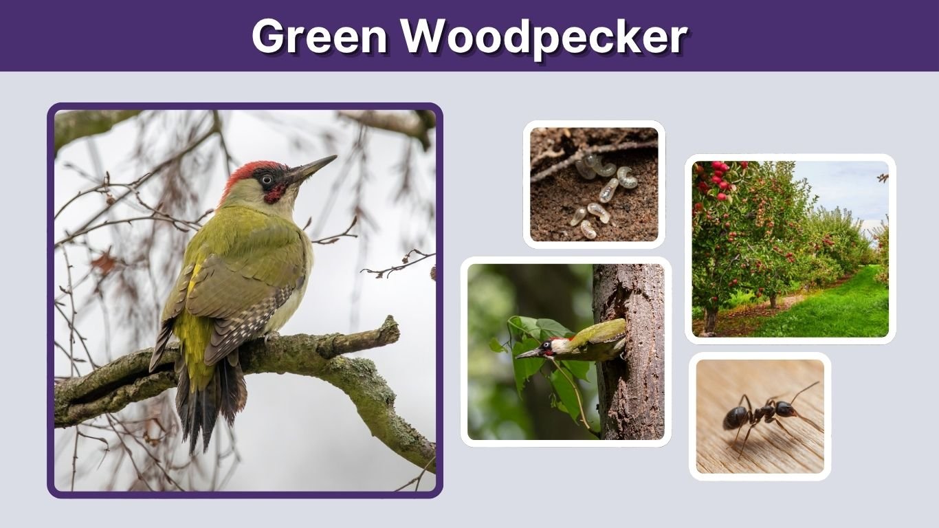 Green Woodpecker: Size, Diet, Call, Habitat and Facts