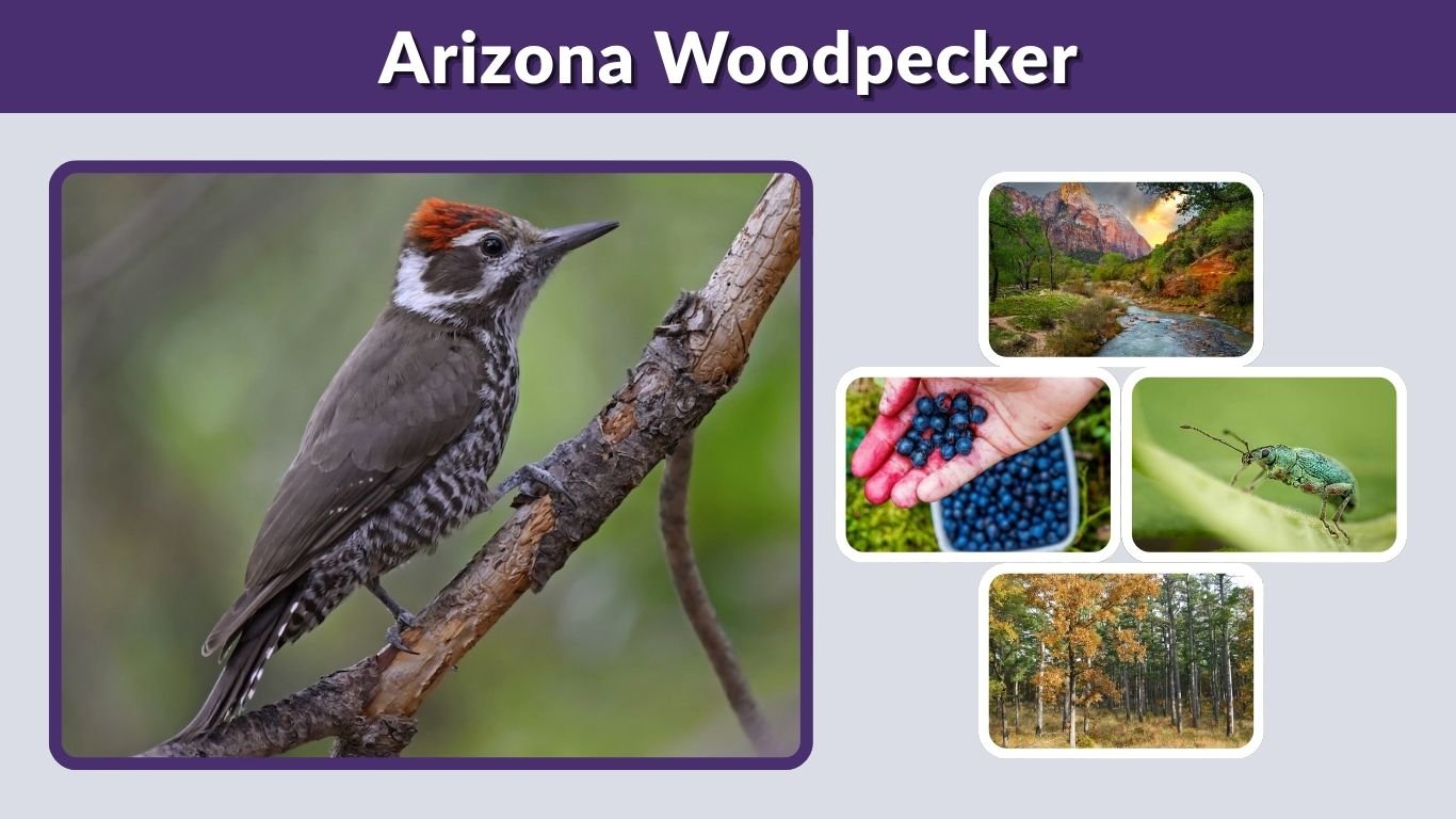 Arizona Woodpecker: Identification, Habitat & Species