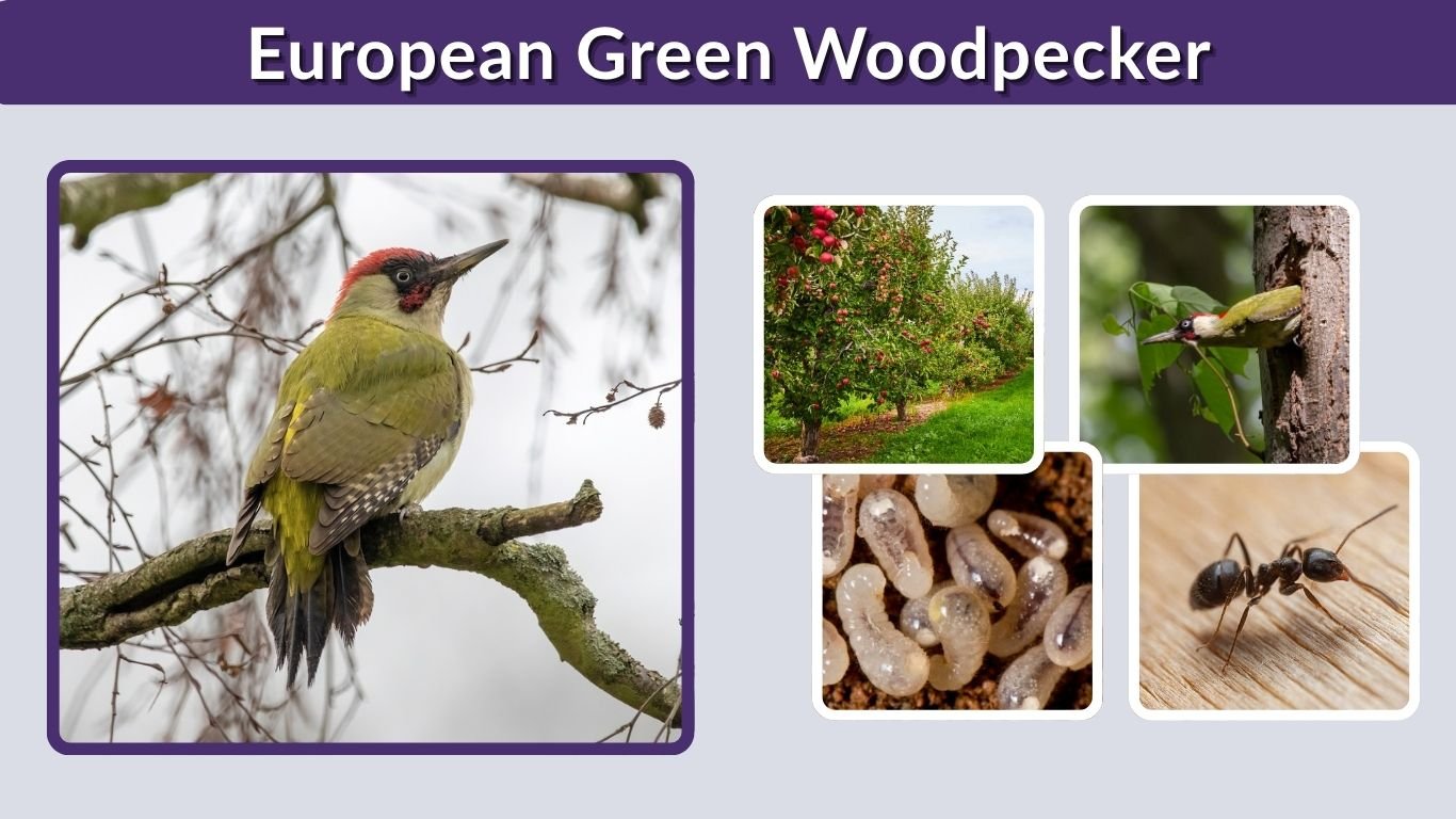 European Green Woodpecker: Habitat, Call, Diet & Facts