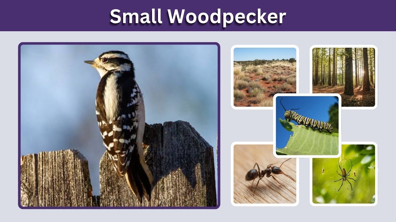 Small Woodpecker: Identification, Species & Red Head Guide