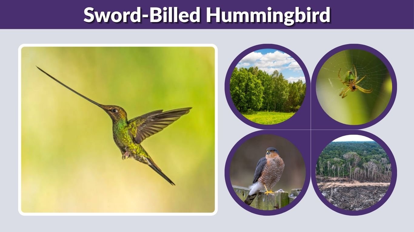 Sword-Billed Hummingbird: Beak, Diet, Habitat and Facts
