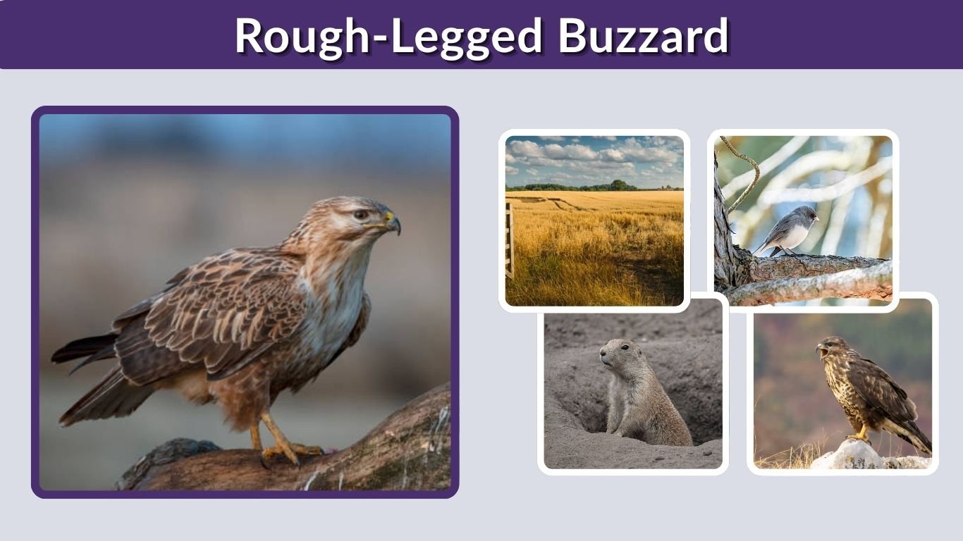Rough-Legged Buzzard: Identification, Size, Diet and Habitat