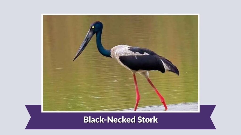 Black-Necked Stork