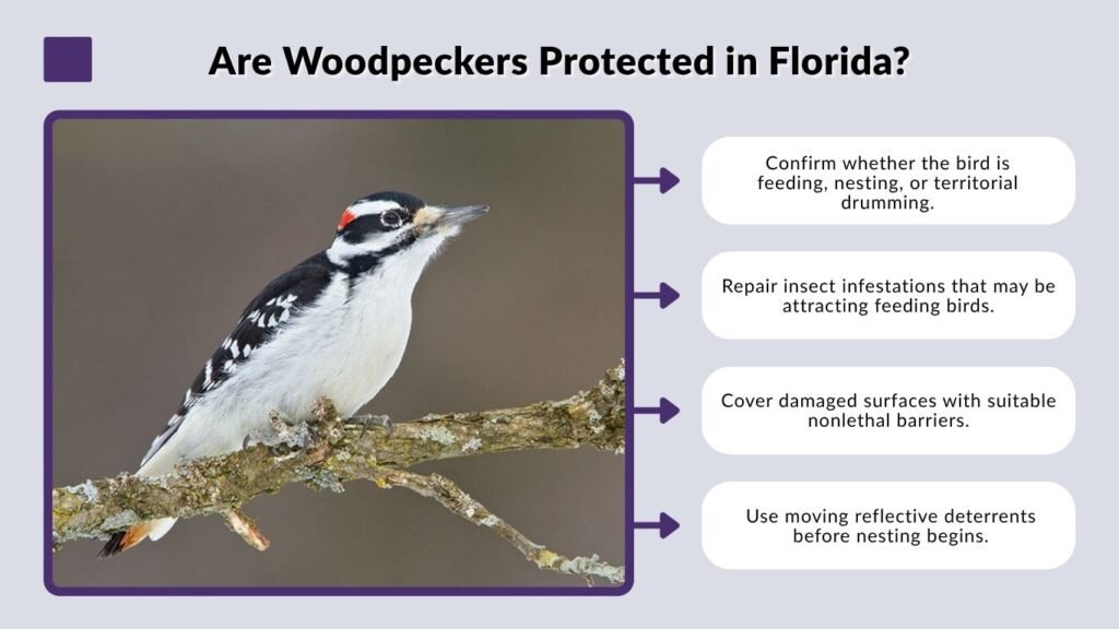 Are Woodpeckers Protected in Florida?