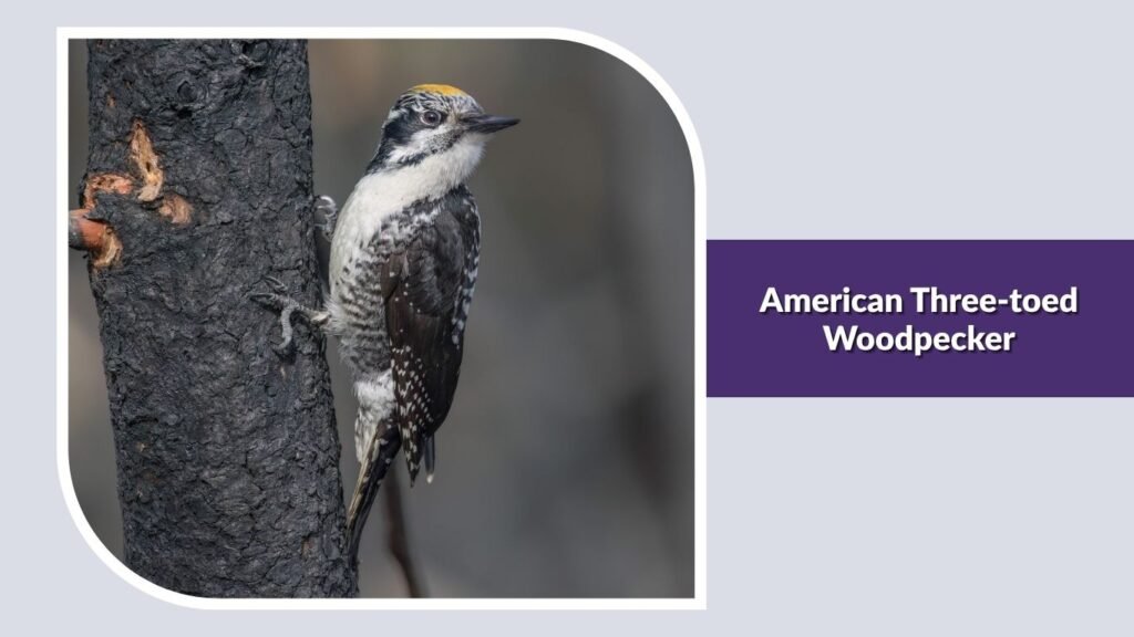 American Three-toed Woodpecker