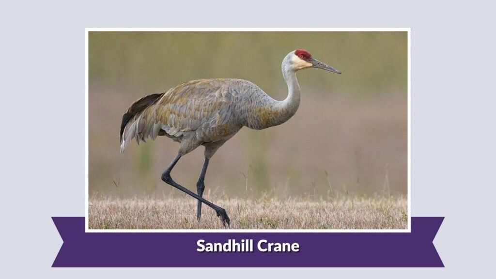 Sandhill Crane