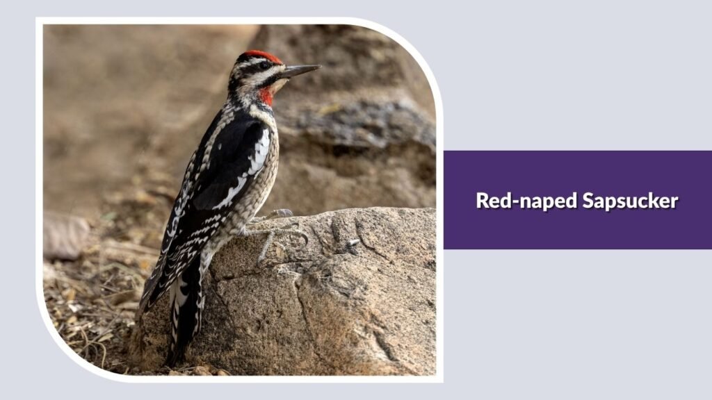 Red-naped Sapsucker