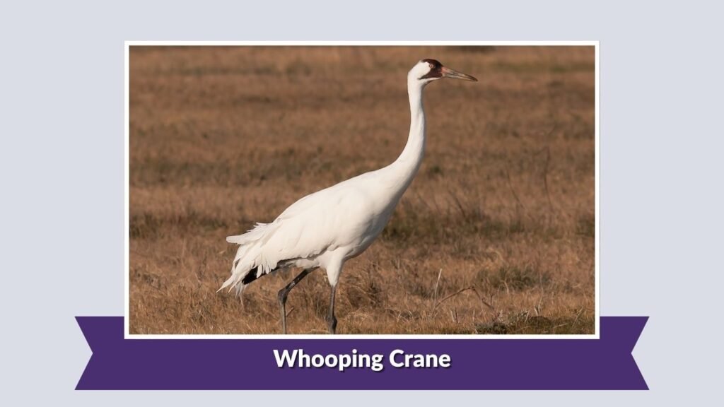 Whooping Crane