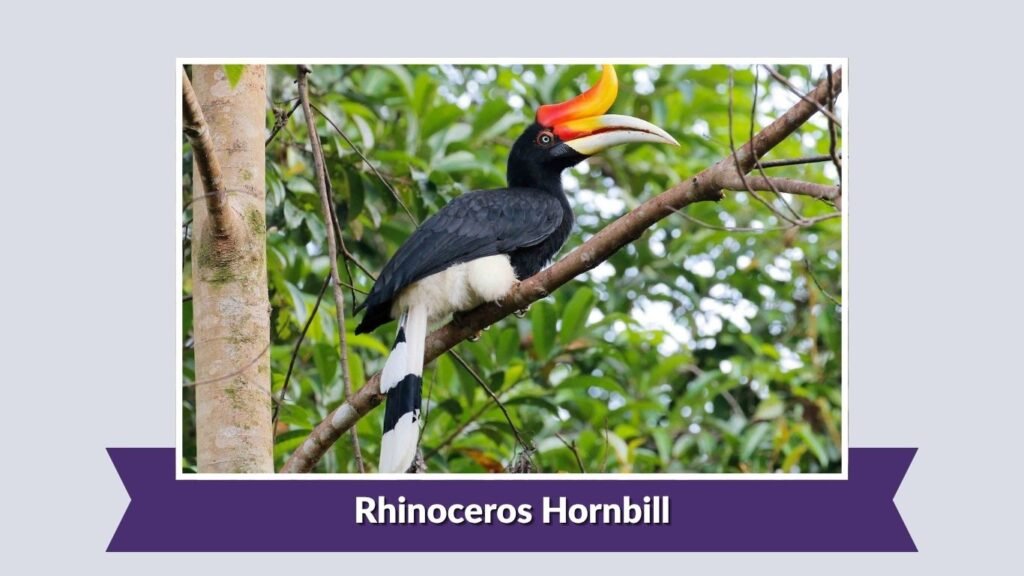 Rhinoceros Hornbill