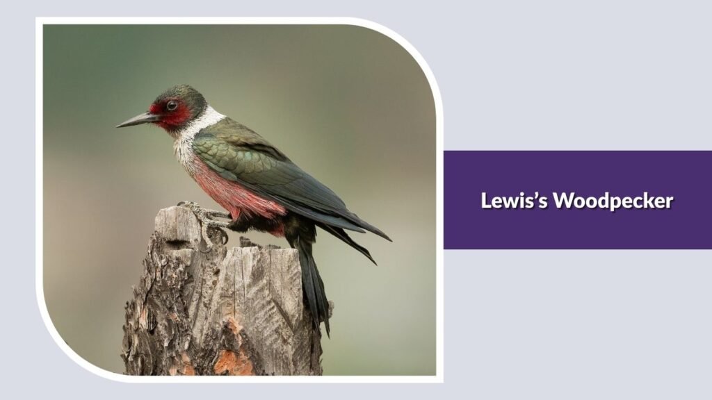 Lewis’s Woodpecker