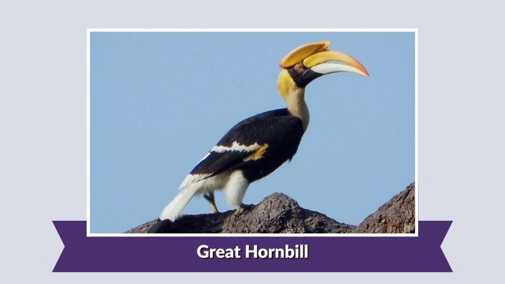 Great Hornbill