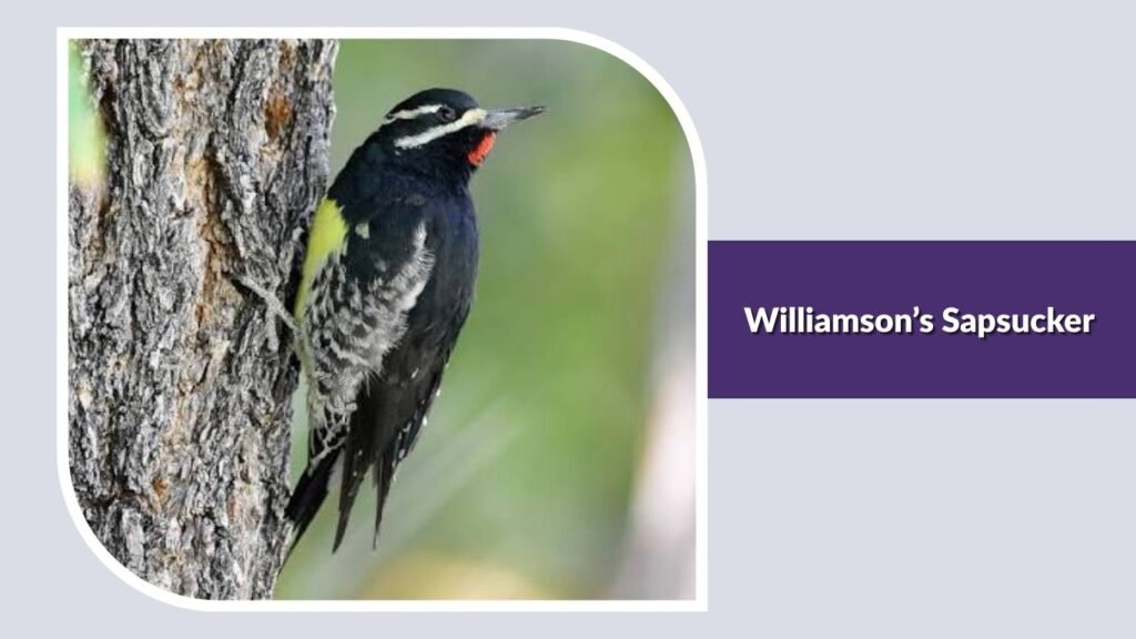Williamson’s Sapsucker
