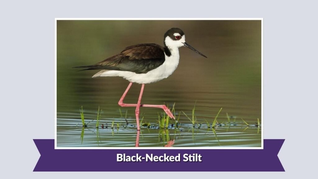 Black-Necked Stilt