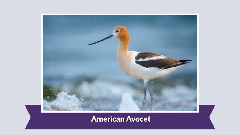 American Avocet