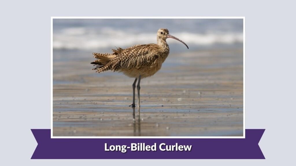 Long-Billed Curlew