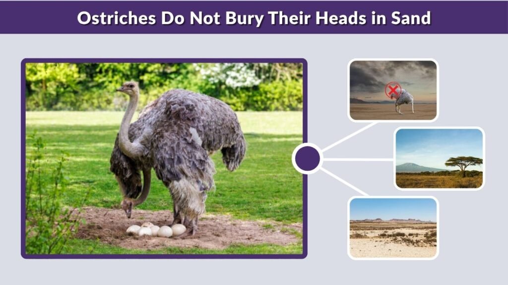 Ostriches Do Not Bury Their Heads in Sand