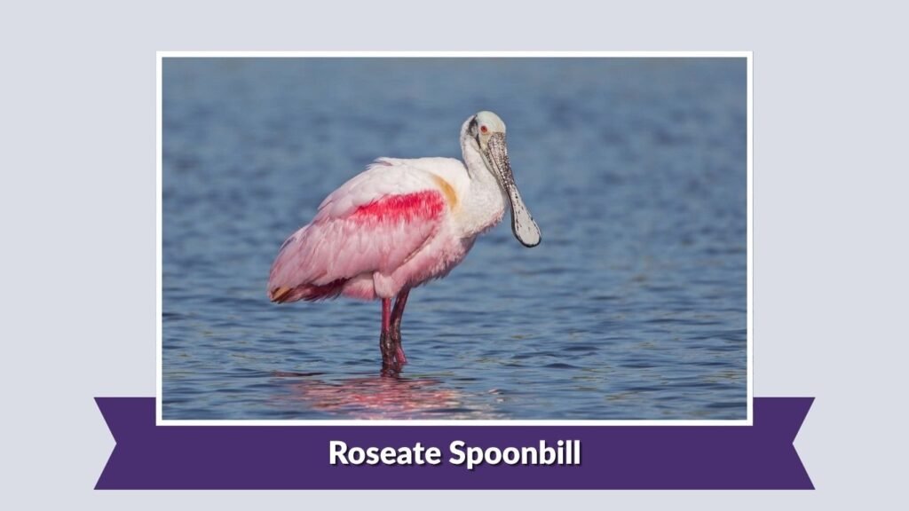 Roseate Spoonbill