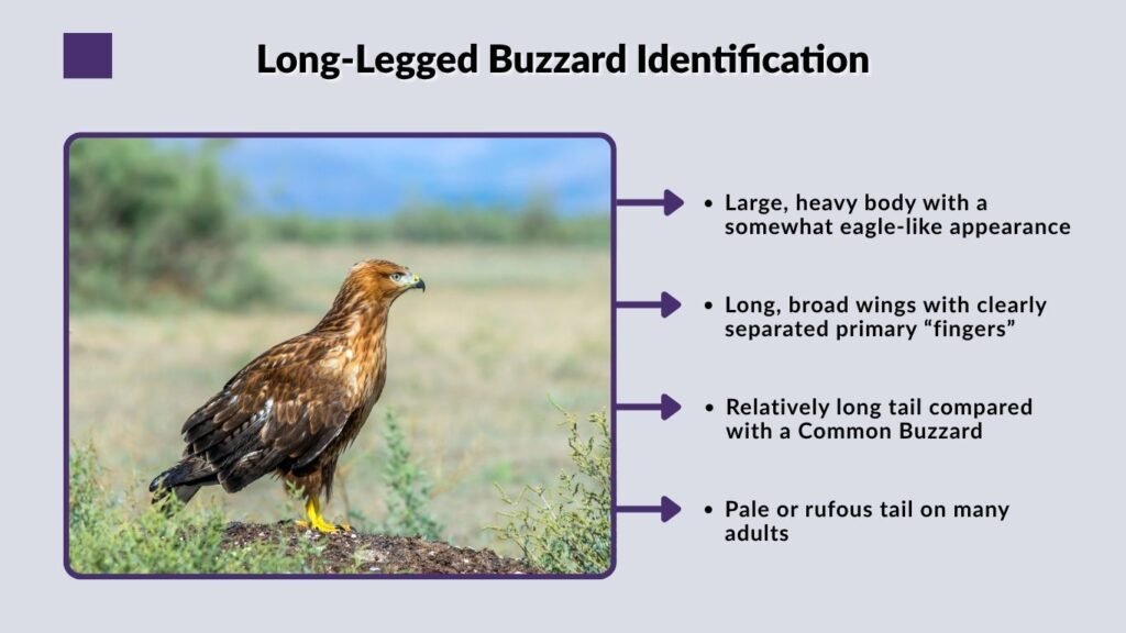 Long-Legged Buzzard Identification