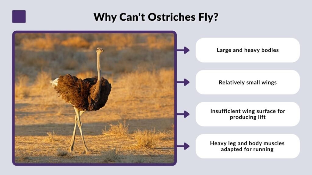 Why Can't Ostriches Fly?