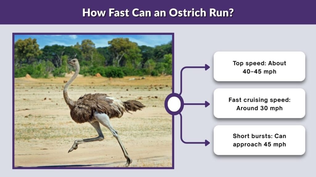 How Fast Can an Ostrich Run?