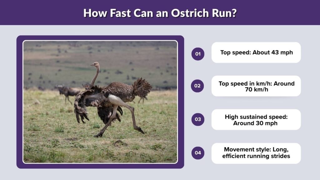 How Fast Can an Ostrich Run?