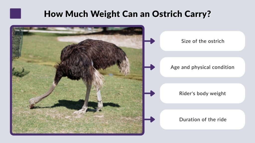 How Much Weight Can an Ostrich Carry?