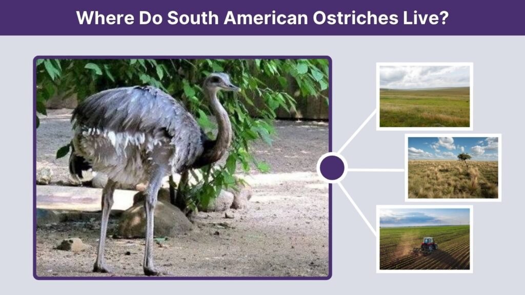 Where Do South American Ostriches Live?