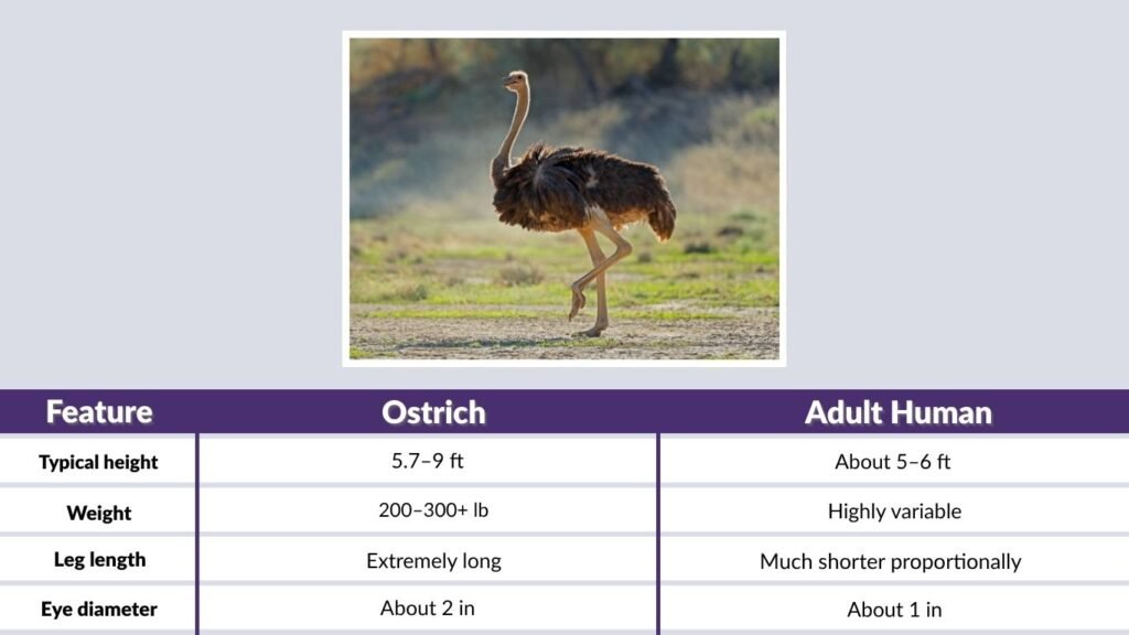 Ostrich Size Compared to a Human