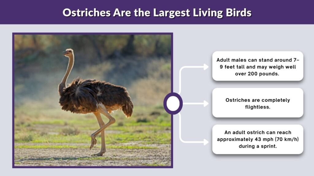Ostriches Are the Largest Living Birds