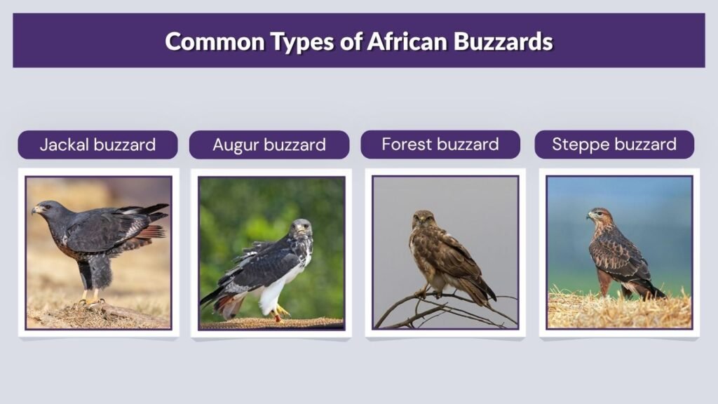 Common Types of African Buzzards
