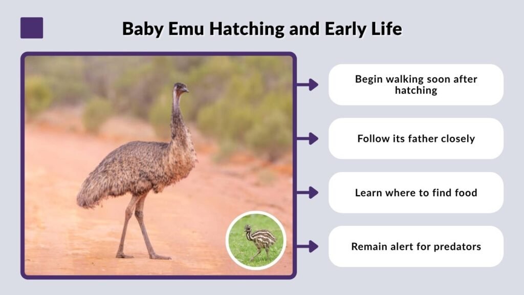 Baby Emu Hatching and Early Life