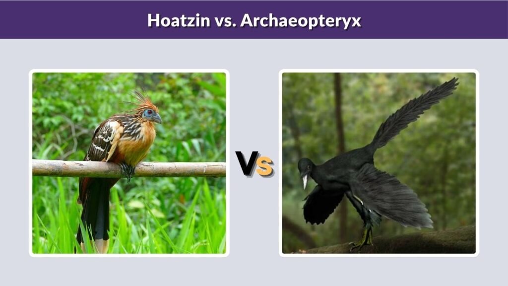 Hoatzin vs. Archaeopteryx