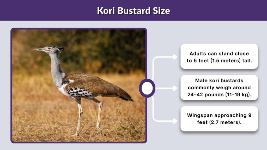 Kori Bustard Size