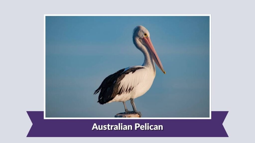 Australian Pelican
