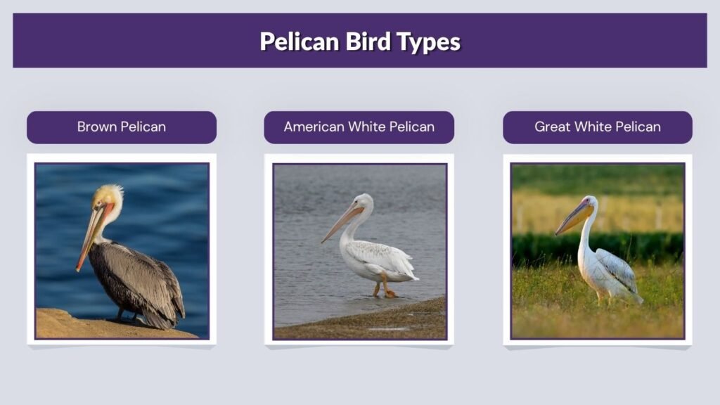 Pelican Bird Types