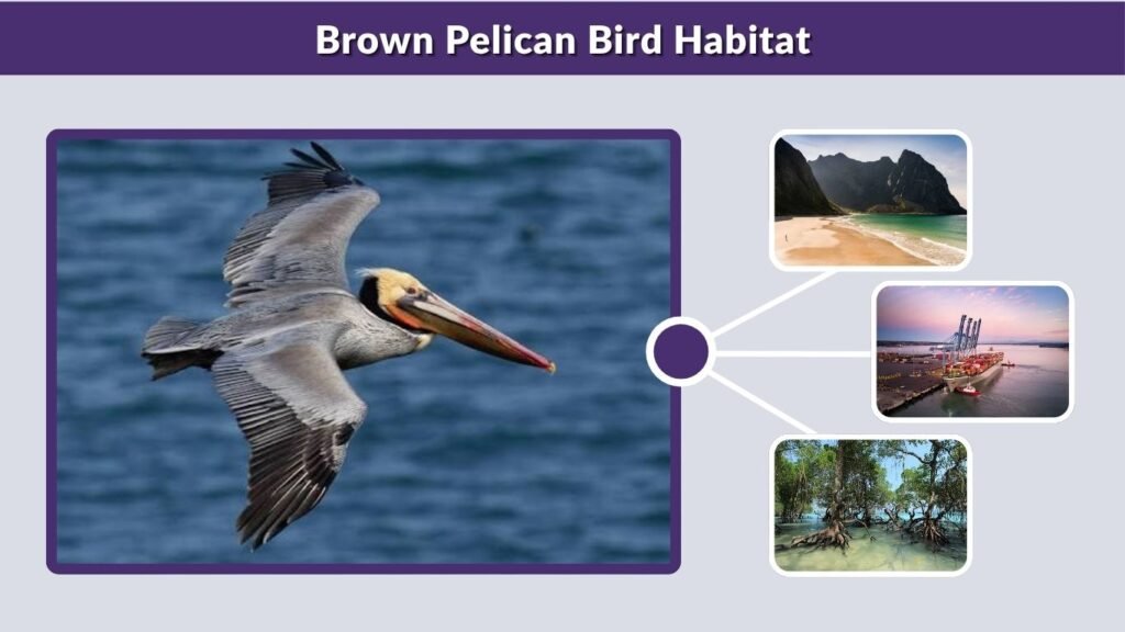 Brown Pelican Bird Habitat