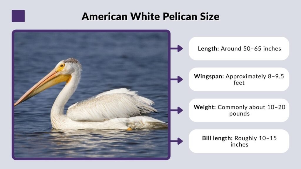 American White Pelican Size