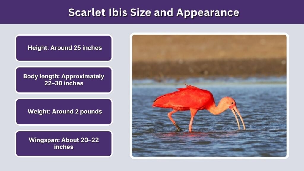 Scarlet Ibis Size and Appearance