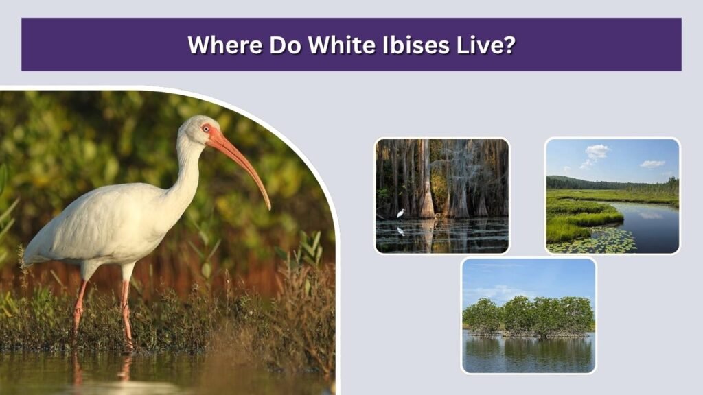 Where Do White Ibises Live?