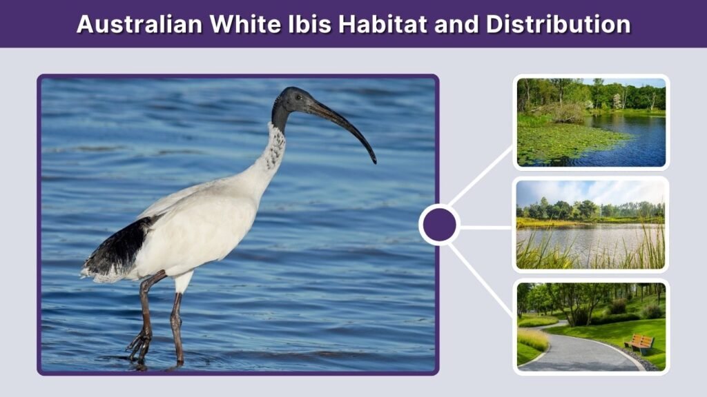 Australian White Ibis Habitat and Distribution