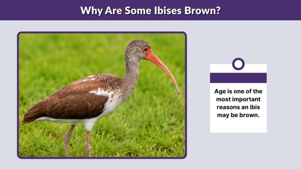 Why Are Some Ibises Brown?