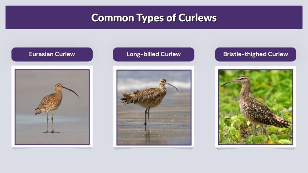 Common Types of Curlews
