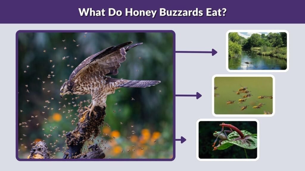 What Do Honey Buzzards Eat?