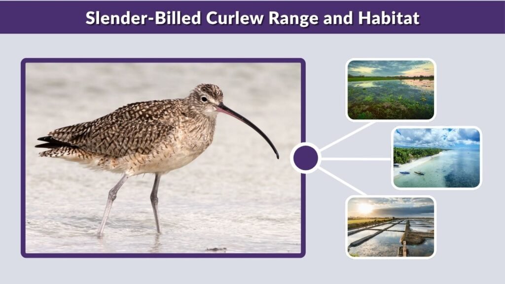 Slender-Billed Curlew Range and Habitat