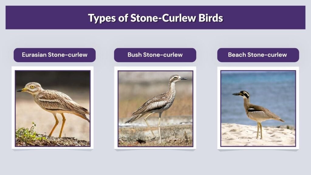 Types of Stone-Curlew Birds