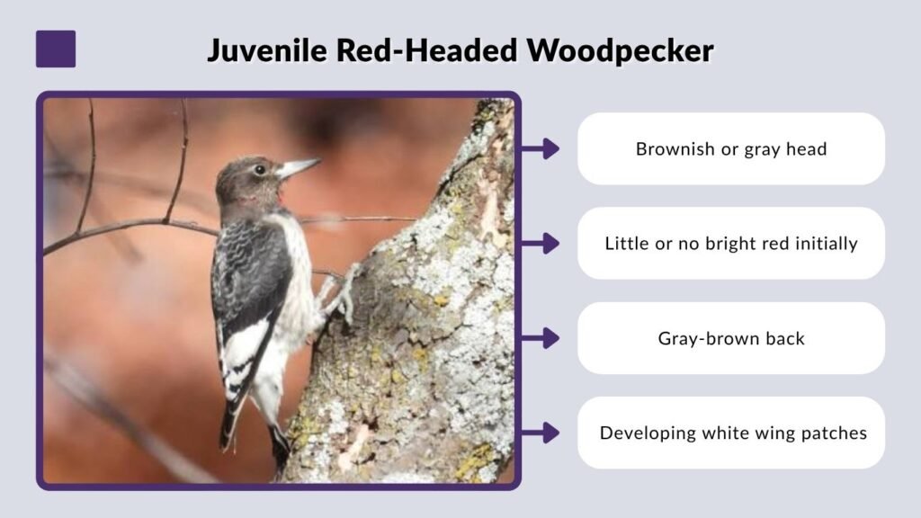 Juvenile Red-Headed Woodpecker