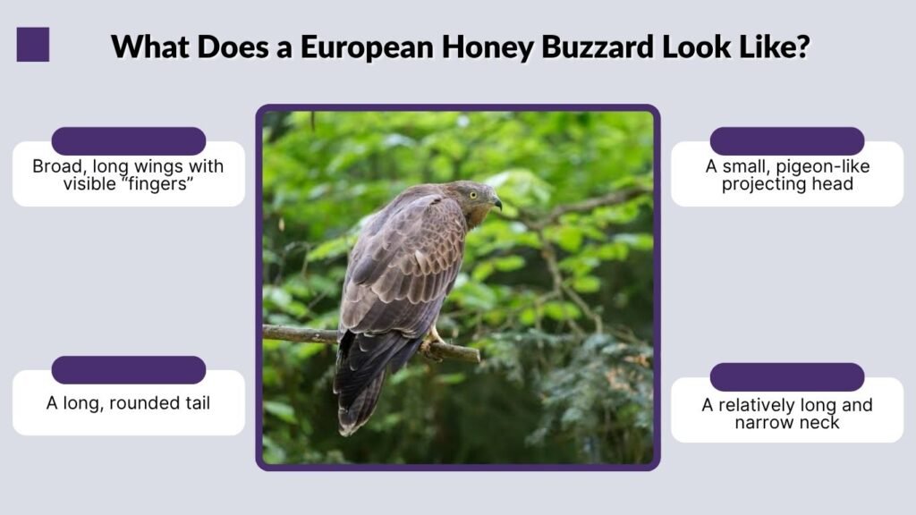 What Does a European Honey Buzzard Look Like?